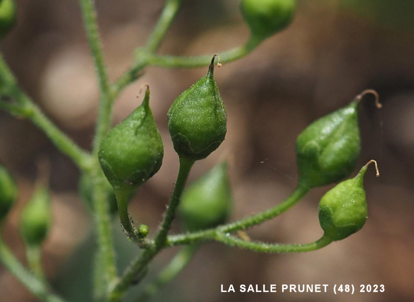 Figwort, Common fruit